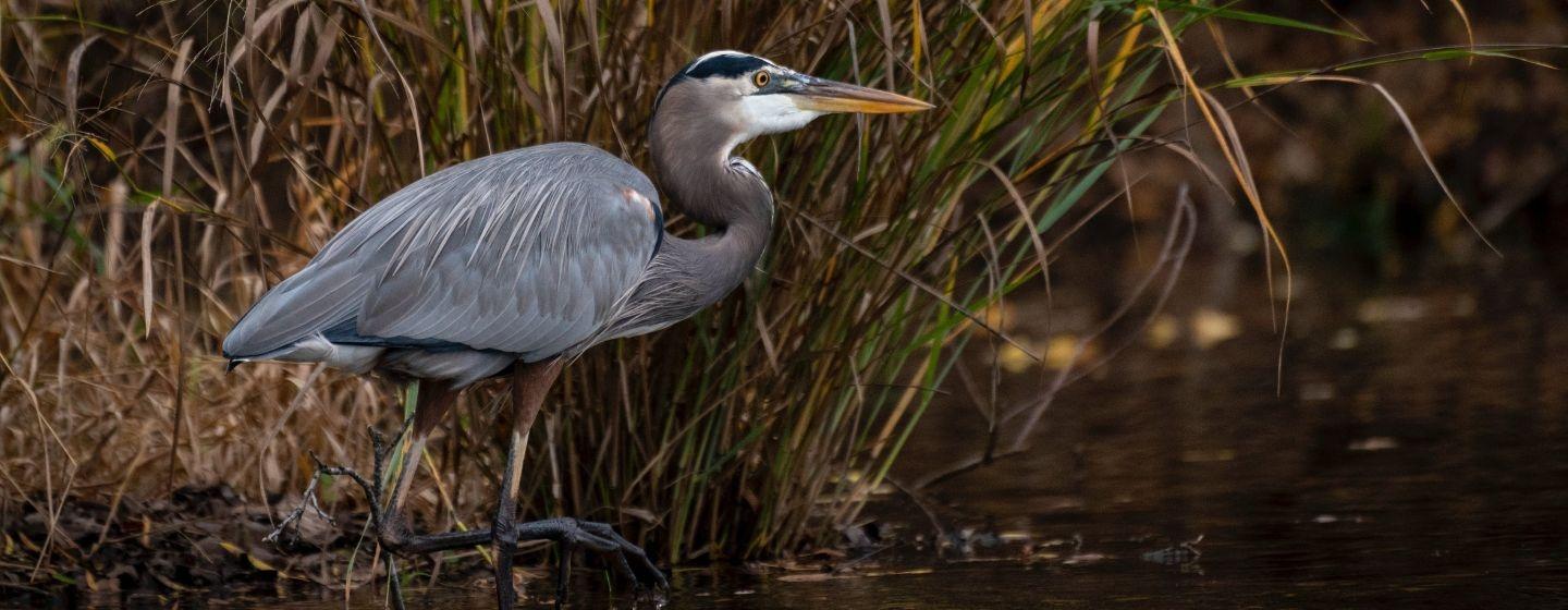 A Great Blue Heron standing in the shallow water of some wetlands with tall grass behind it.