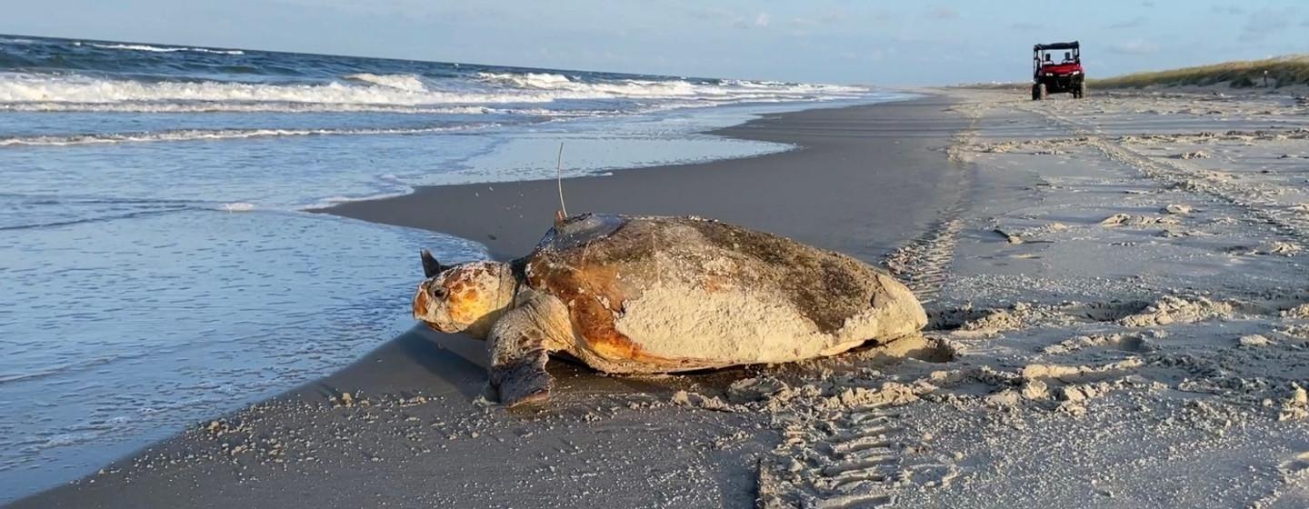 A picture of a turtle on the shore of a beach with a red jeep in the background