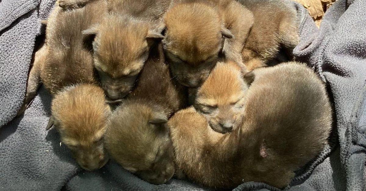 A litter of red wolf pups sleeping and cuddling together on a grey blanket