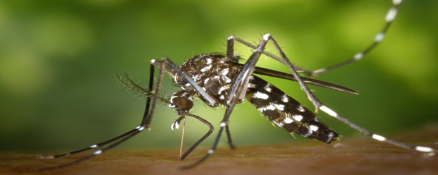 black and white gray and brown patterned striped mosquito sitting on skin biting sucking blood