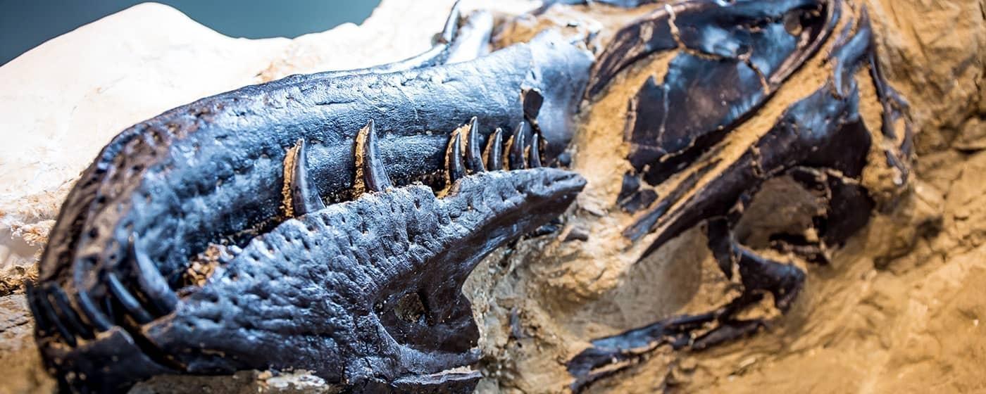 dug up fossil of t rex skull buried in sand