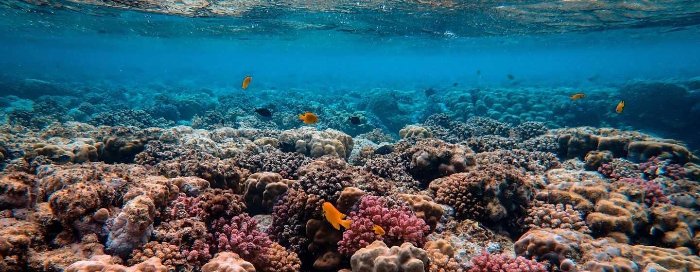 Coral reef with bright orange fish