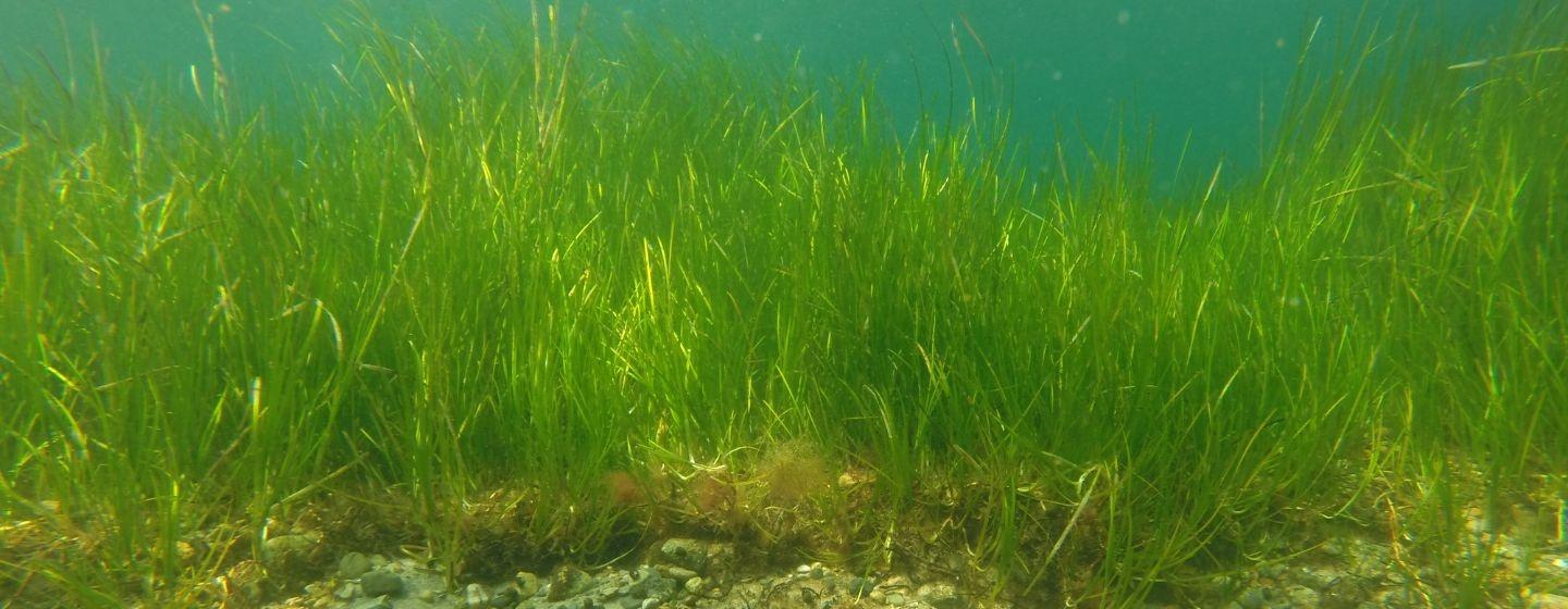 A picture of green seagrass swaying at the bottom of a seagrass meadow