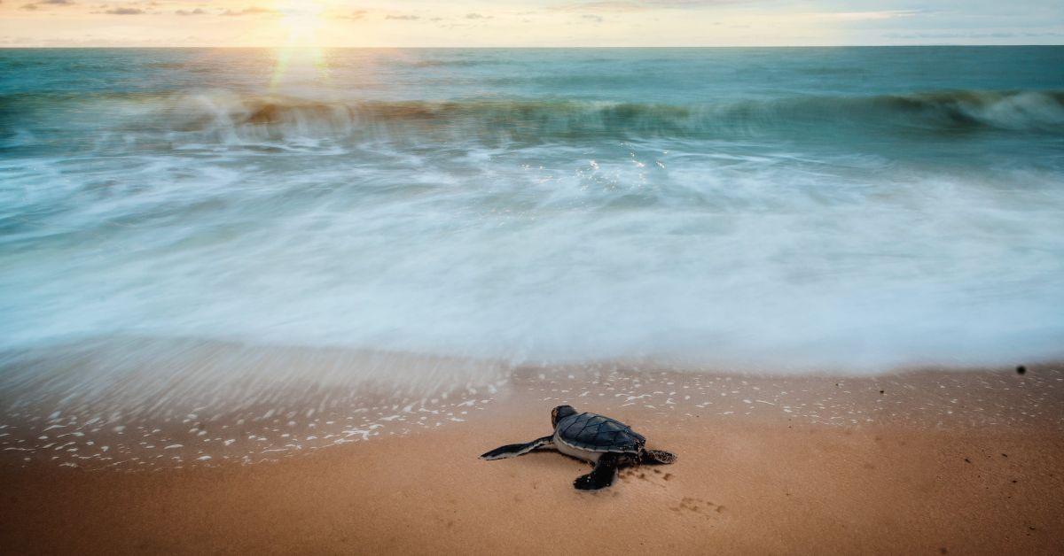 A baby sea turtle on the edge of the water during a sunset at the beach.