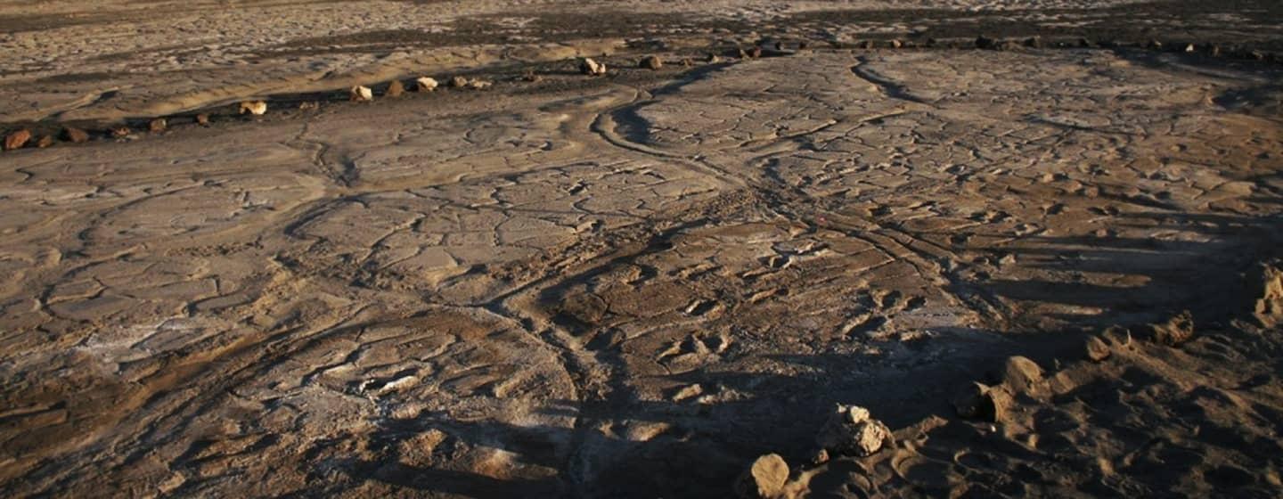 fossil footprints on field of brown volcanic soil