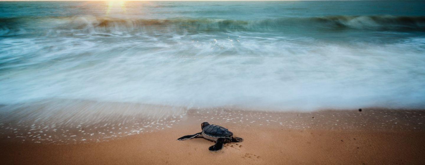 A baby sea turtle on the edge of the water during a sunset at the beach.