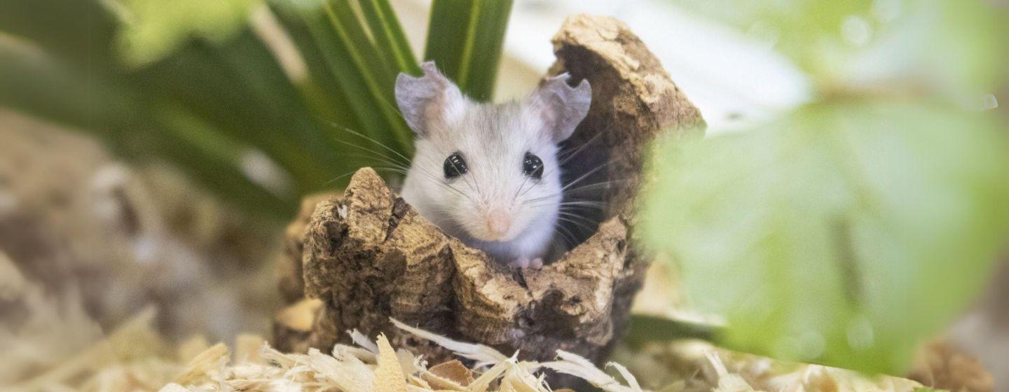 Perdido Key Beach Mouse in a tiny log surrounded by plants.