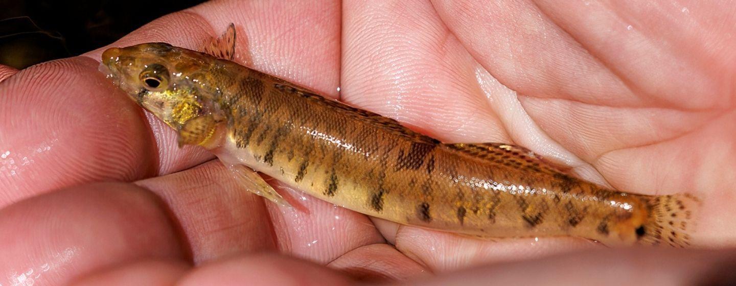 A Roanoke logperch in a hand.