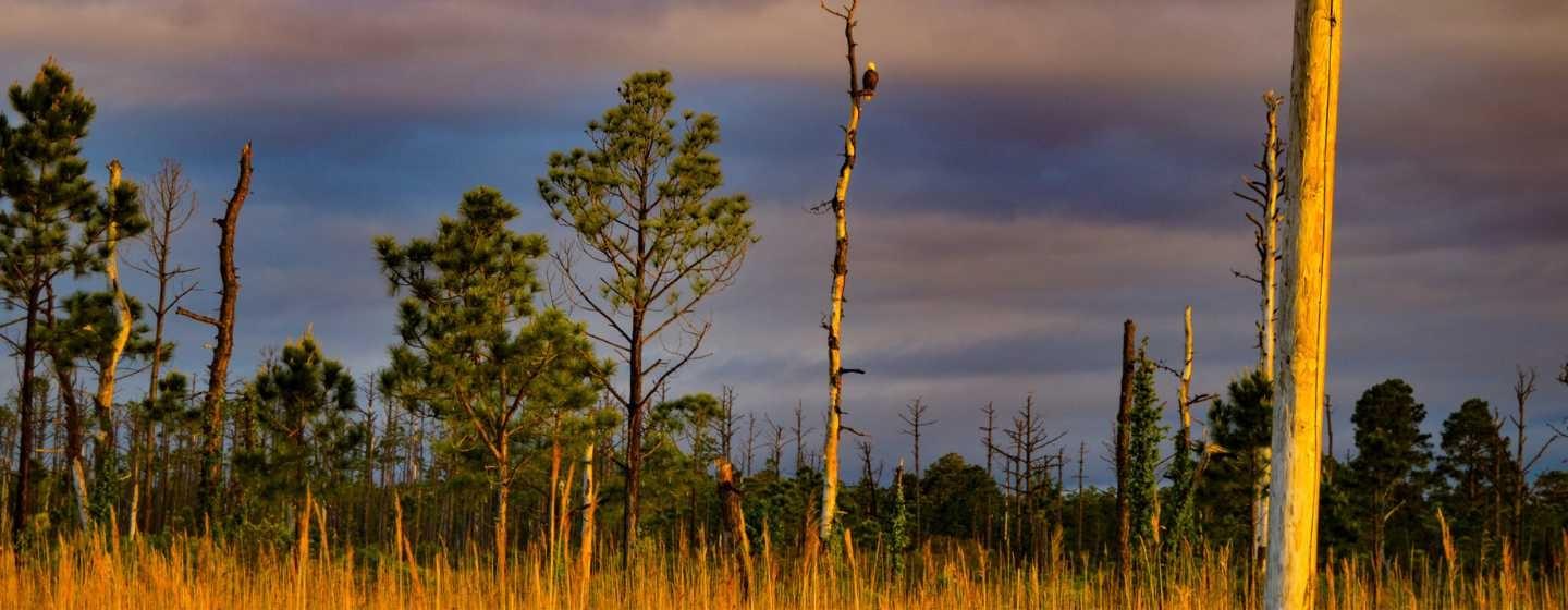 A ghost forest at sunset