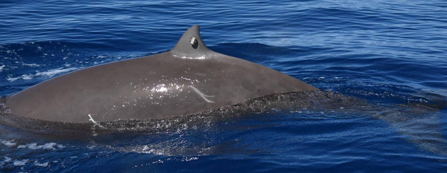 dorsal fin of a cuvier's beaked whale with a satellite tracker.