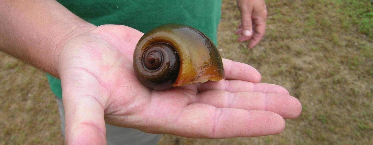 A apple snail resting on the palm of a hand.