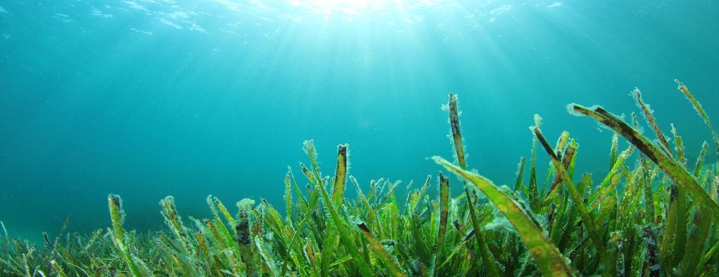 seagrass in ocean floor with wide open ocean background light filtering through water underwater