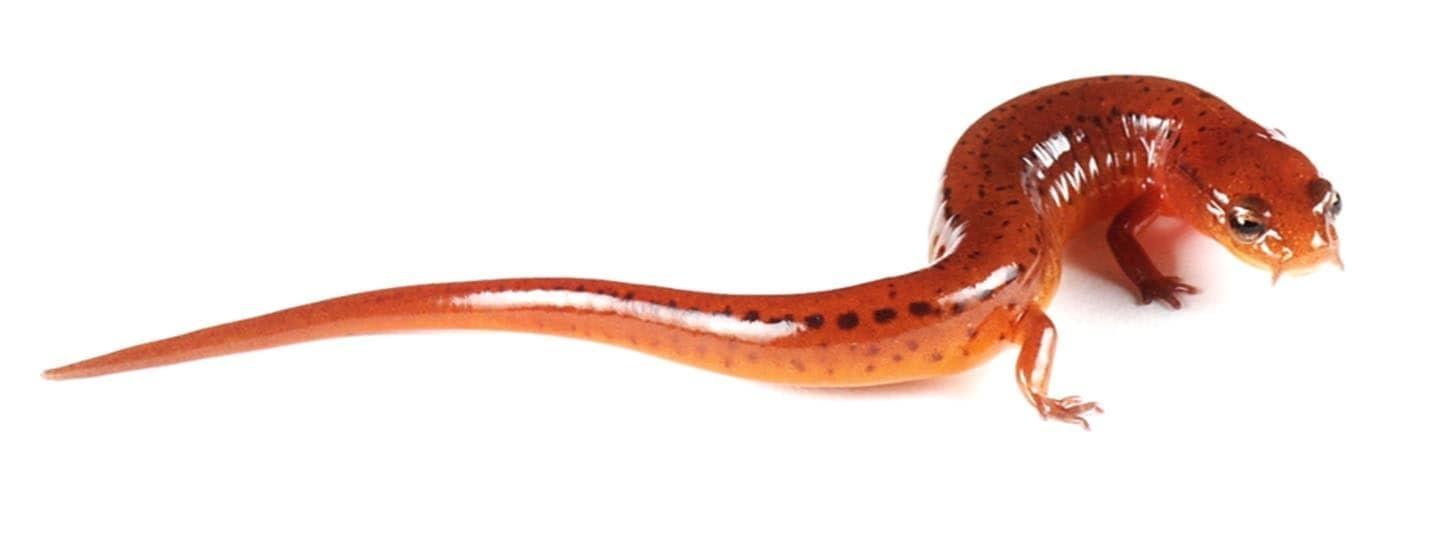red orange sandhills salamander facing camera from side sitting on white table white background