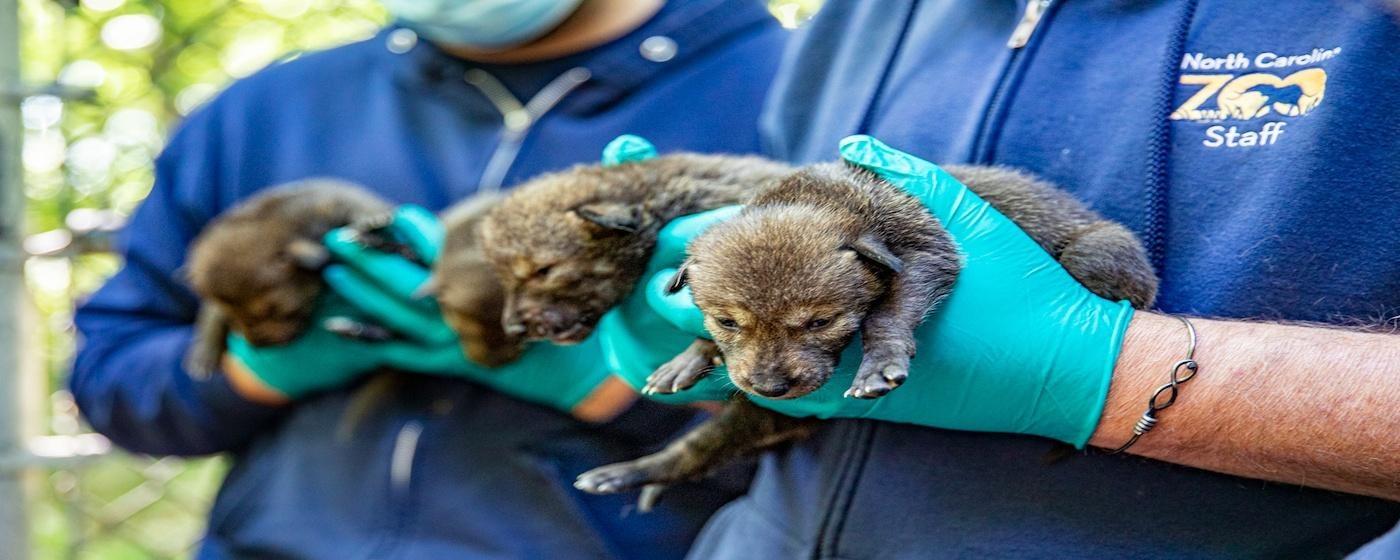 red wolf pups being held in gloved hands by nc zoo staff in bloo hoodies in woods from side