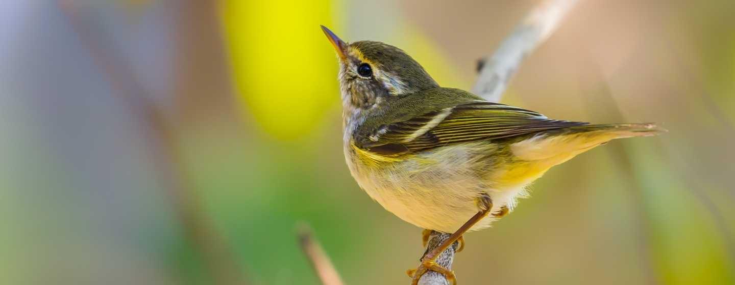 A Bachman's warbler, a bird with bright yellow feathers, on a branch with a blurred background