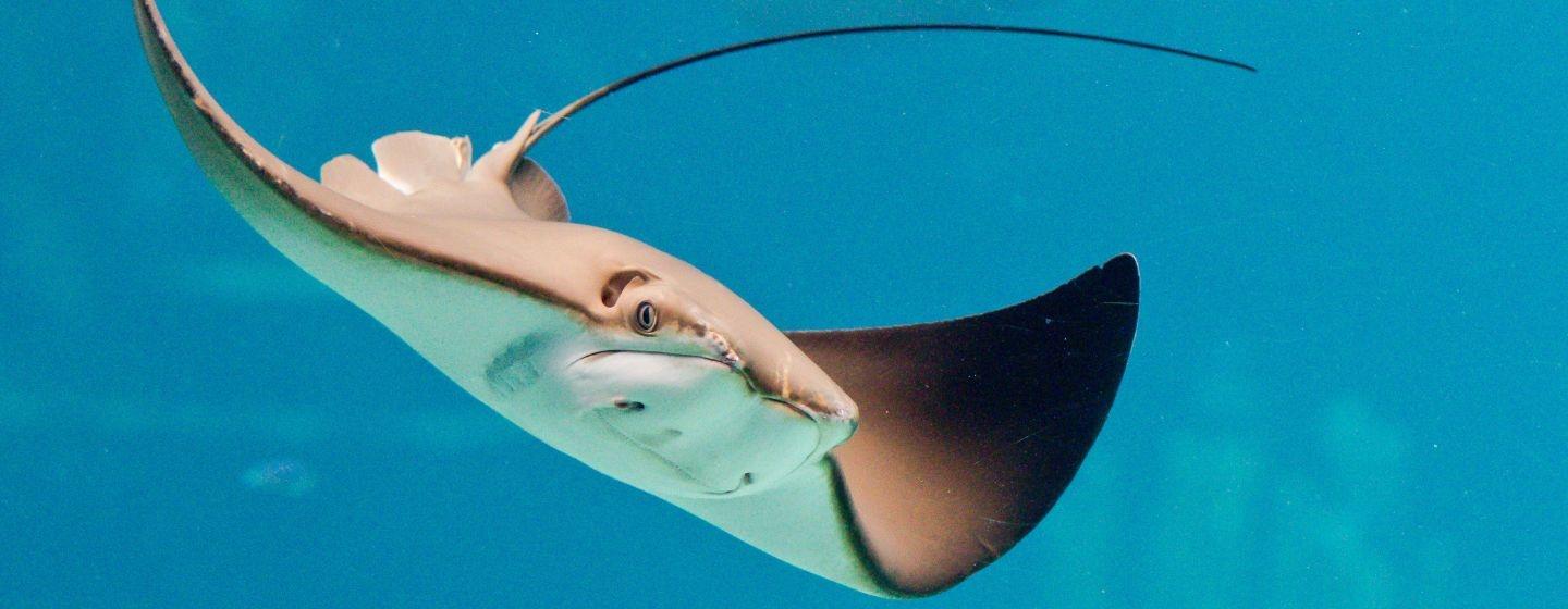 A stingray swimming in blue water.