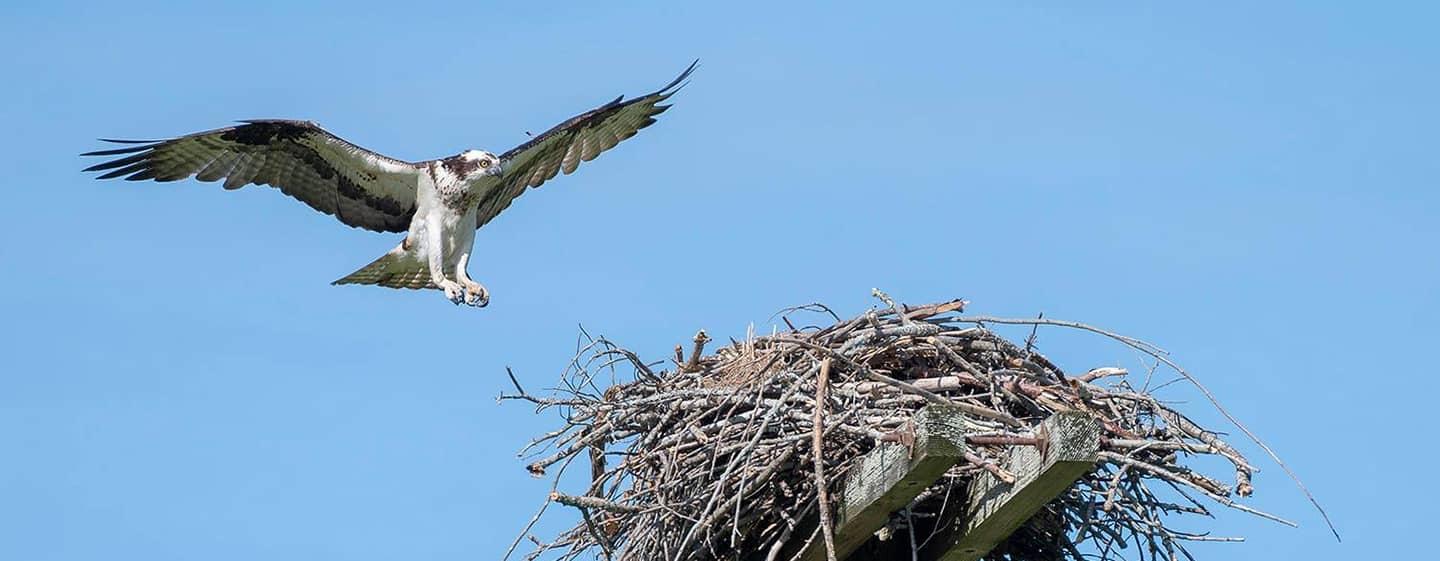 A large osprey in motion, to land on its nest