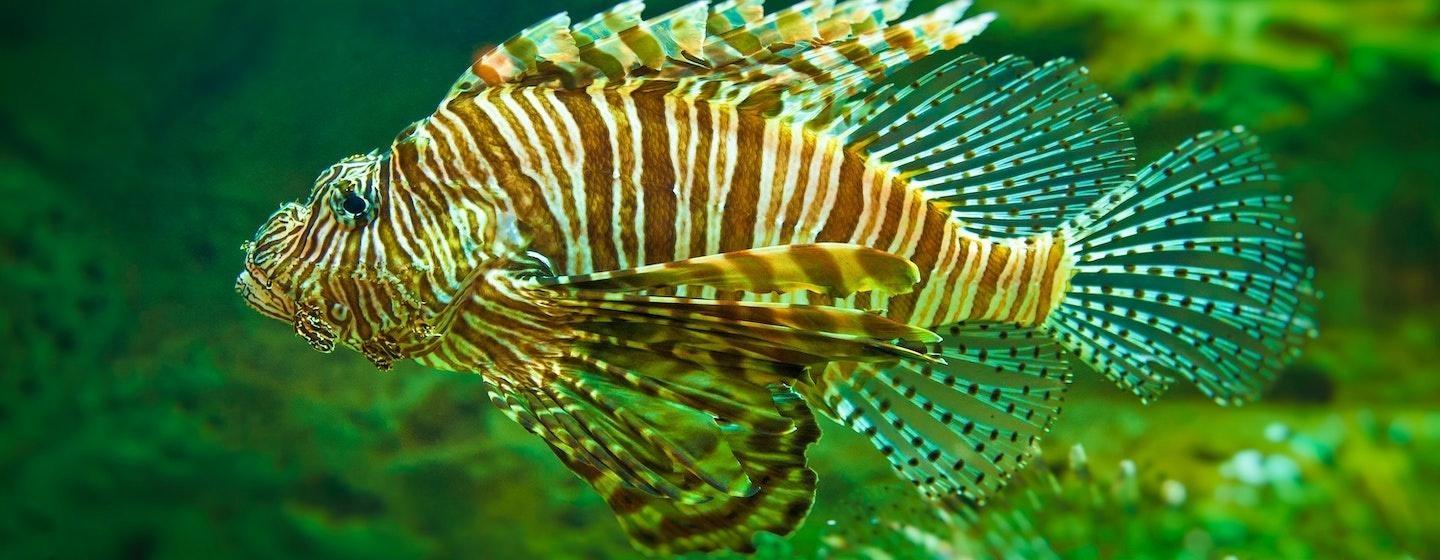 bright lionfish facing left from side in blue-green water