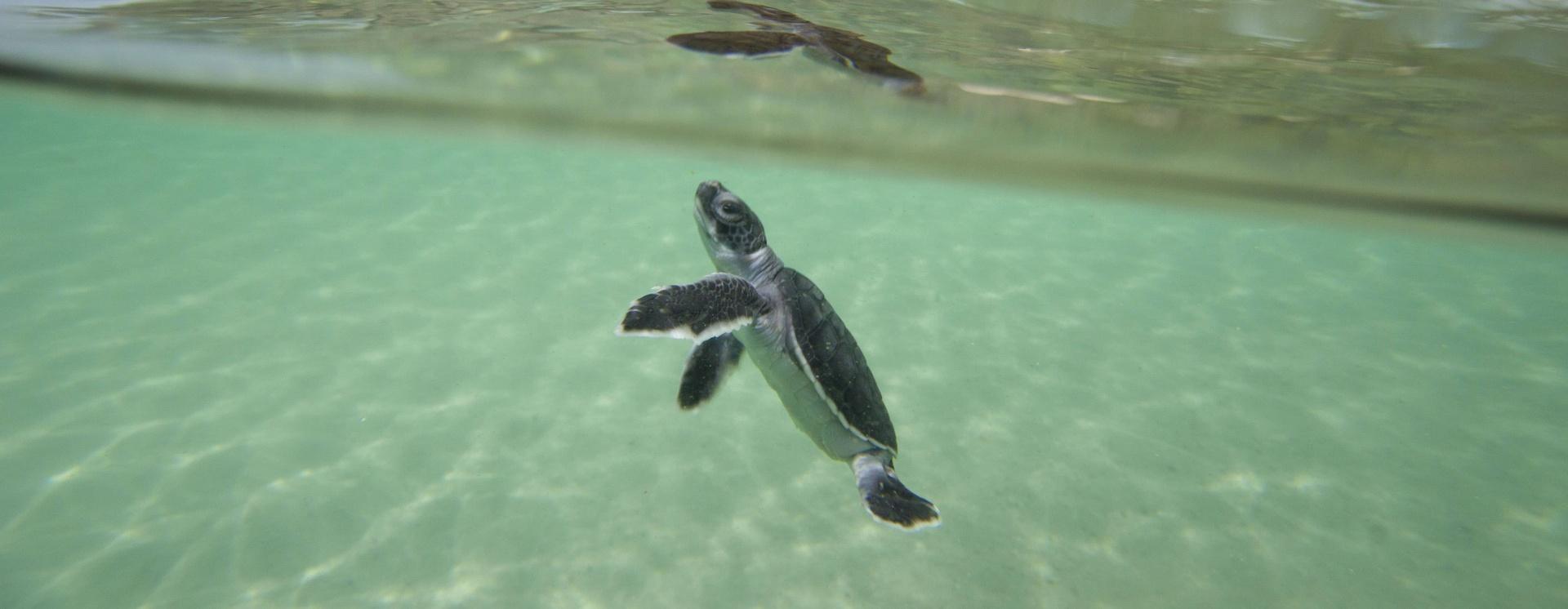 baby sea turtle underwater swimming toward surface