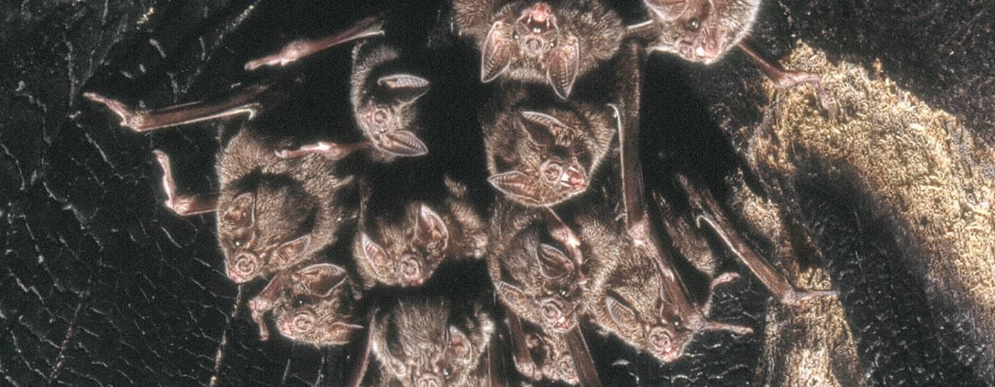 cluster of vampire bats hanging from cave ceiling