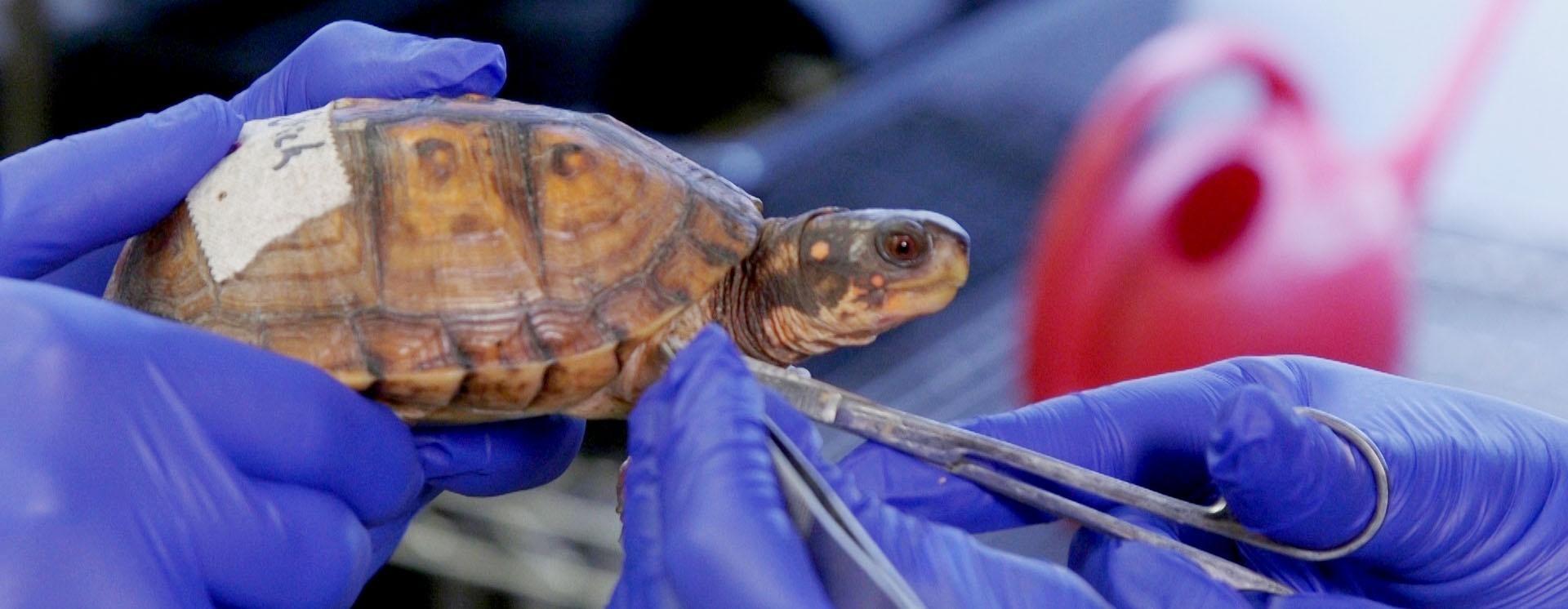 turtle held in gloved hands rescue labeled pulling out tweezers animal