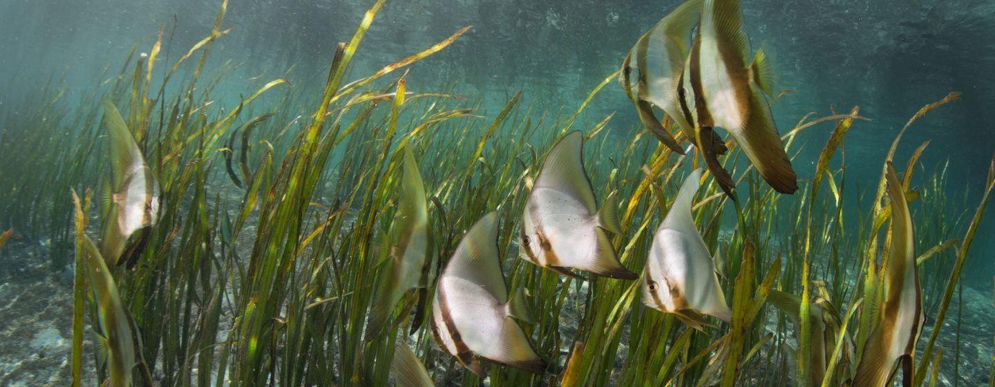 A small school of angelfish swim through seagrass.