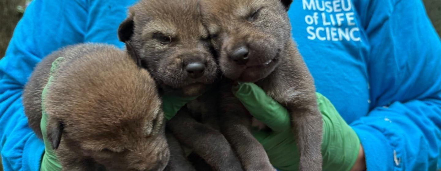 A person holding three sleepy red wolf pups.