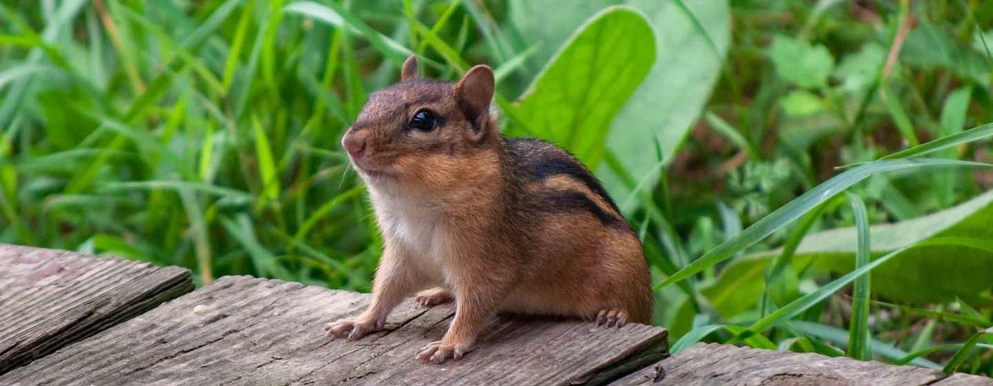 A chipmunk on the edge of a wooden planked structure with grass behind it. 