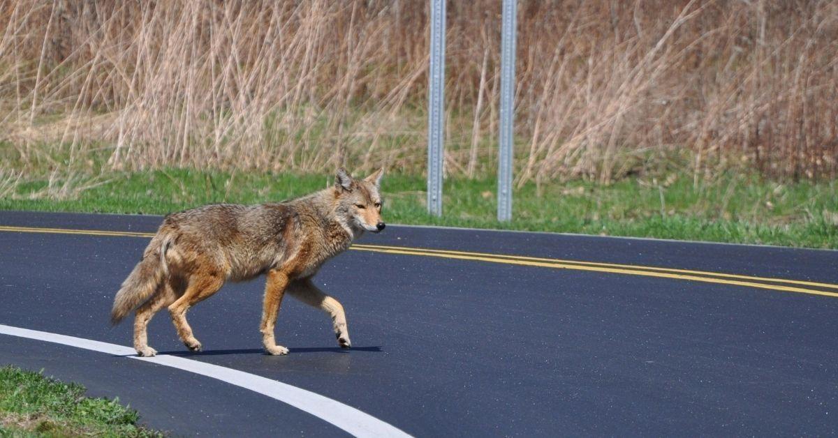 A wolf crossing a road.