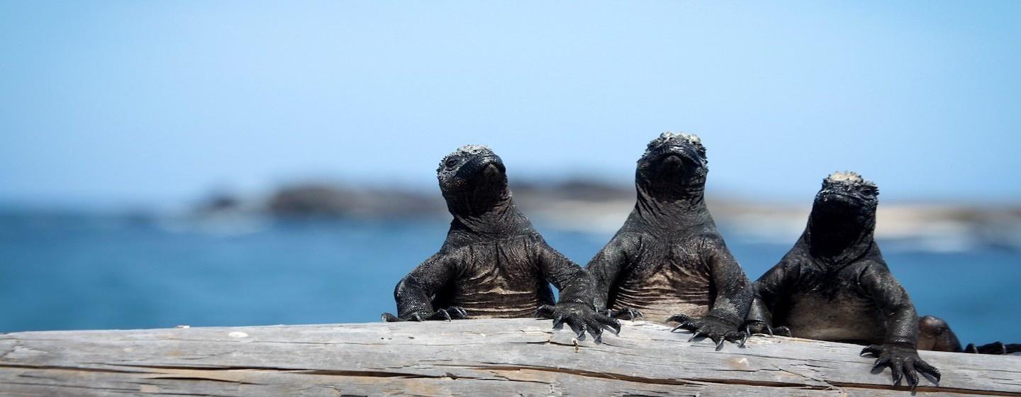 galapagos dragons lizards sitting on boardwalk rail ocean background