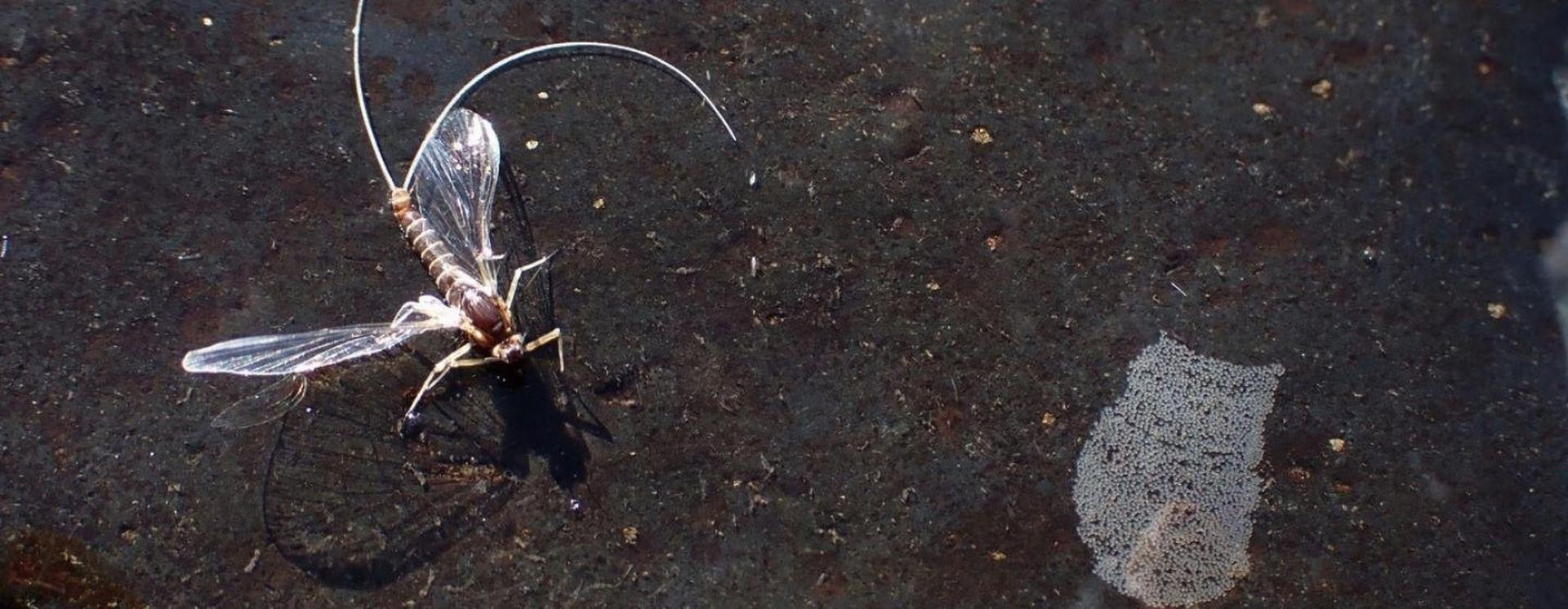Rock Insects Aquatic Insects Need Rock (But No Roll!) | PBS North Carolina