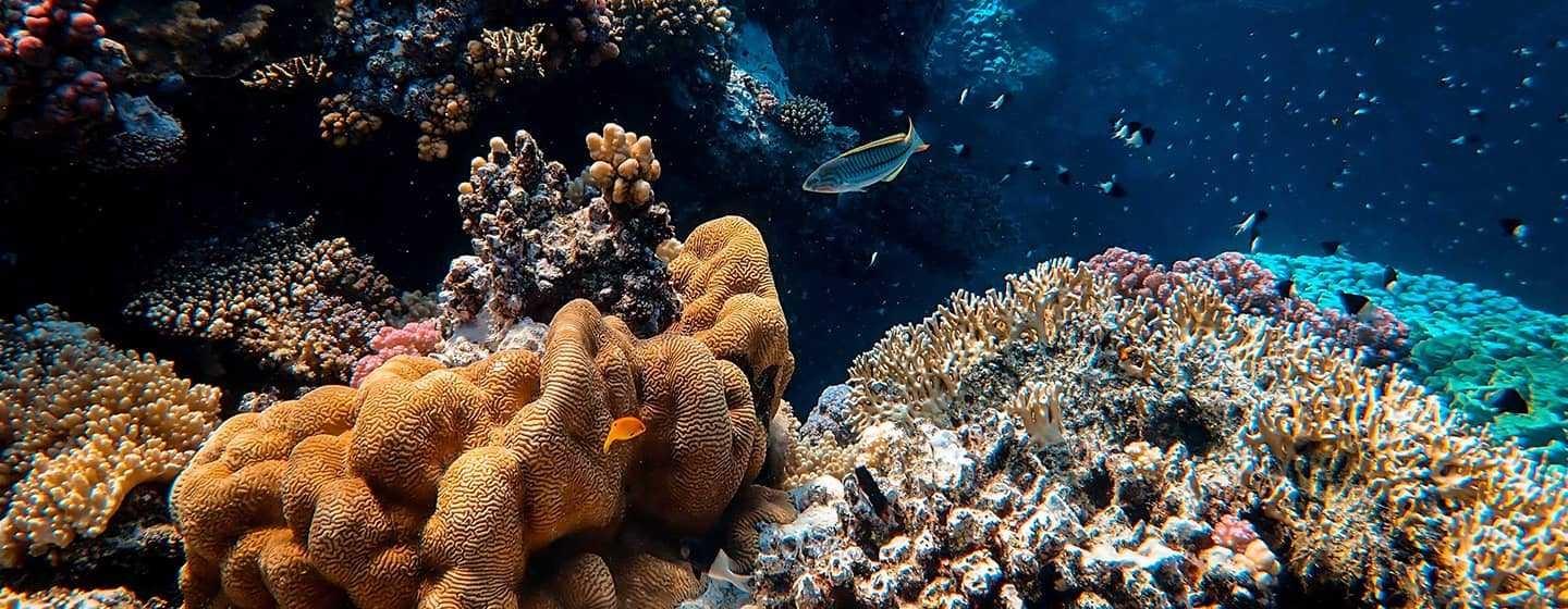 Colorful coral reef