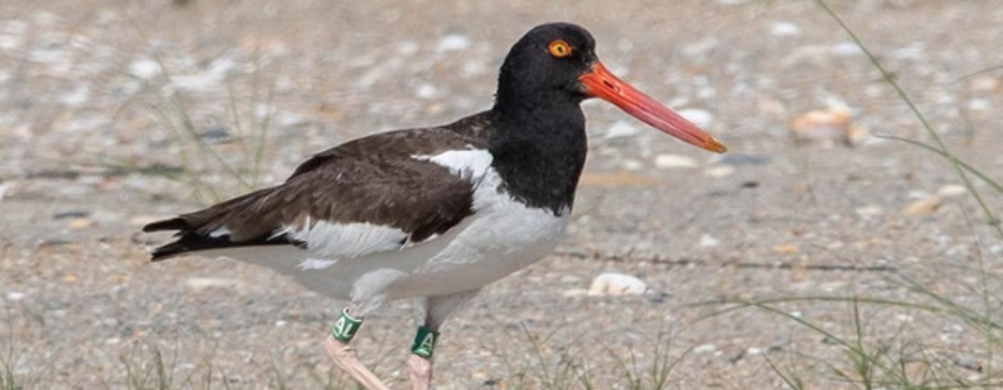 A photo of AL, a female American oystercatcher on the beach.