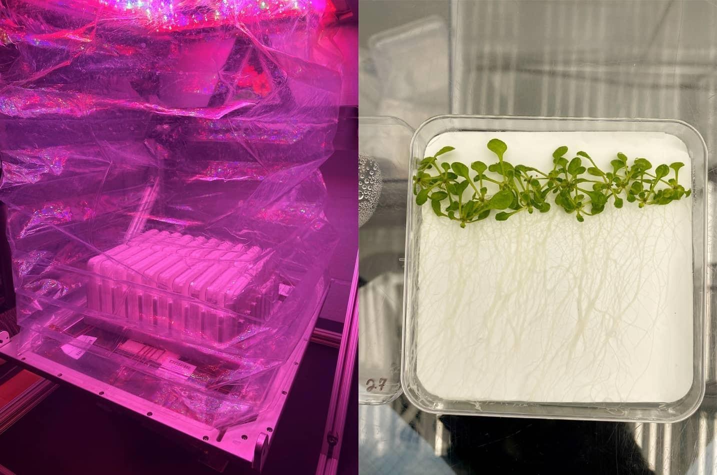 Two images: (on left) Plants grow in square container under plastic wrap with bright purple grow light. (on right) Open plant growth chamber with thale cress and roots visible.