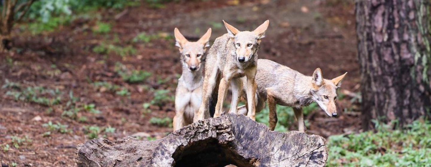 Three juvenile red wolves on top of a hollow log.