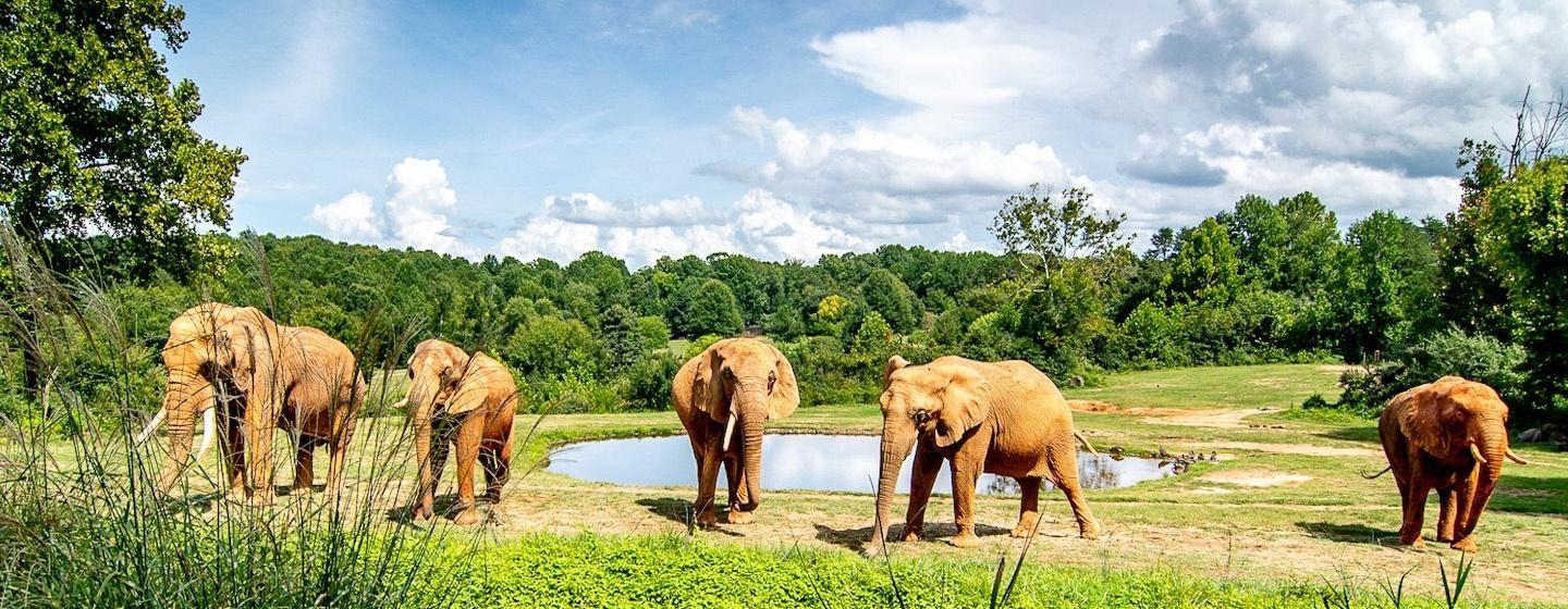 african elephants lined up facing camera in zoo with trees and pond in background