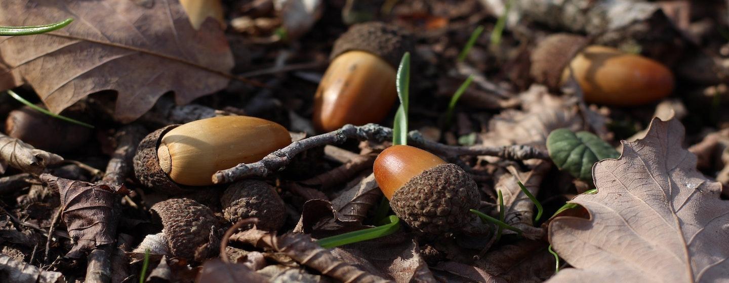 golden acorns lying on dead gray leaves on ground