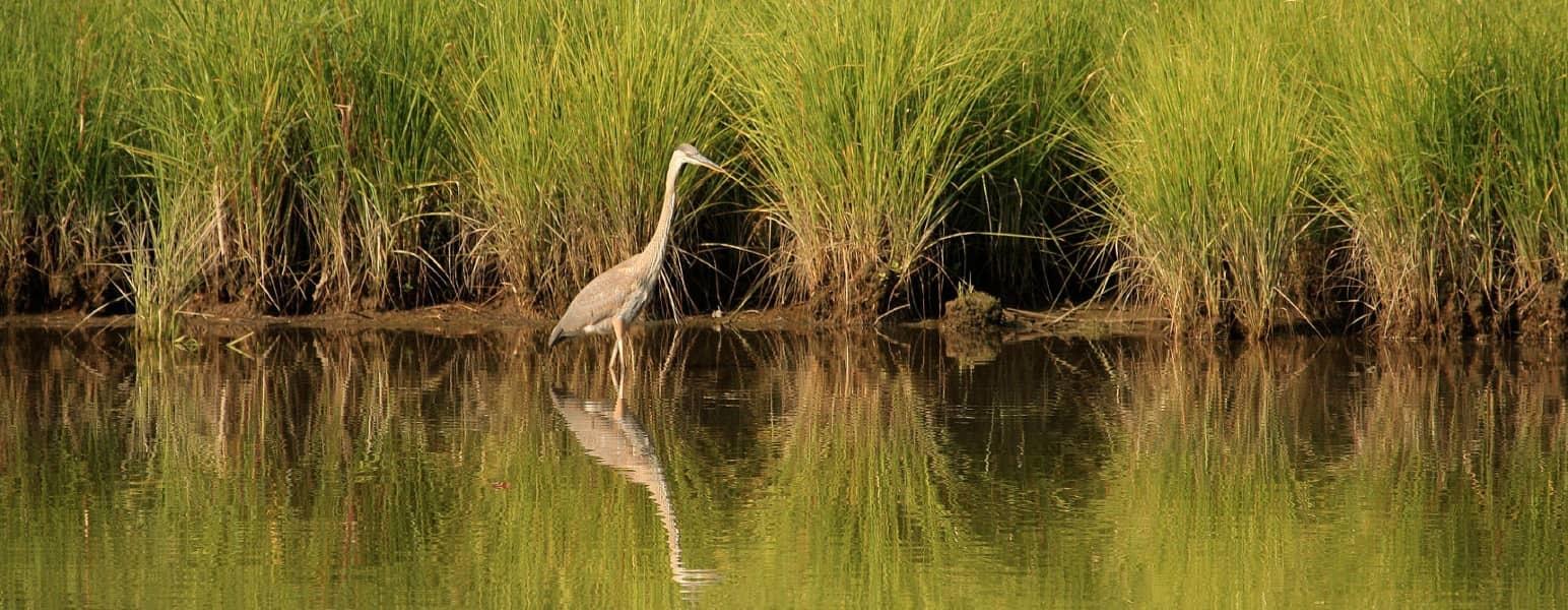 A great blue heron wades through water in front of tall clumps of green marsh grass. The water is still and reflective in early morning light.
