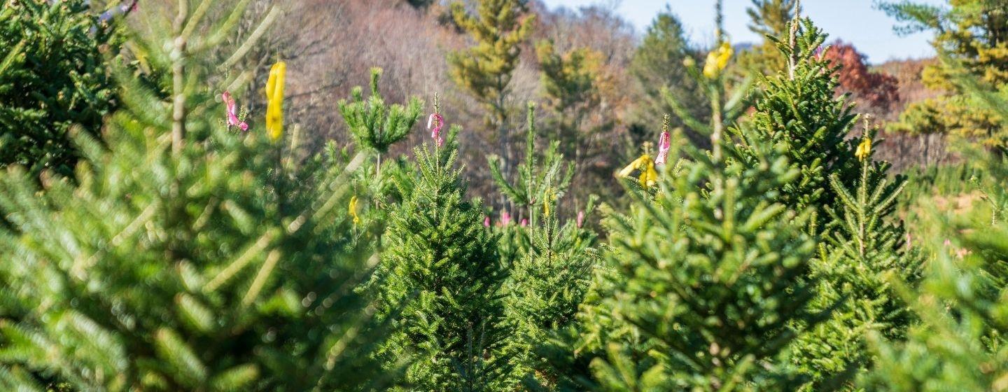 Tagged pine trees on a christmas tree farm.