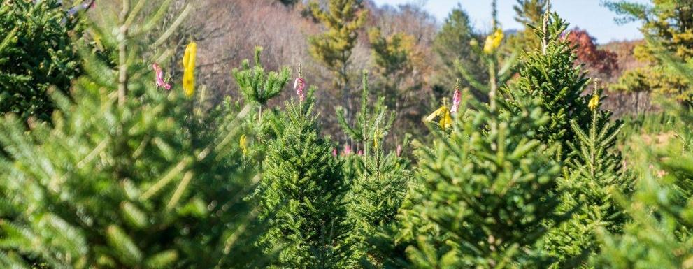 How Helene Affected NC’s Christmas Tree Farms | PBS North Carolina
