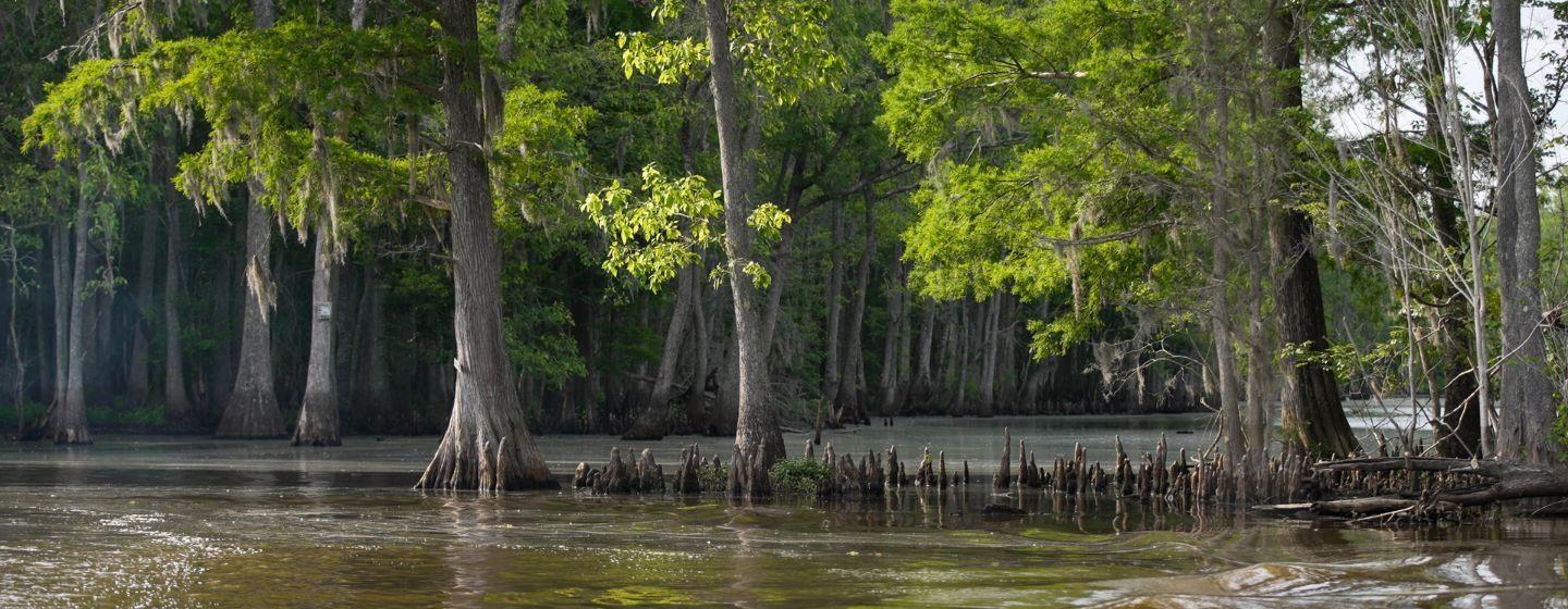 Trees growing out of the Roanoke river which is a part of the Albemarle Sound.