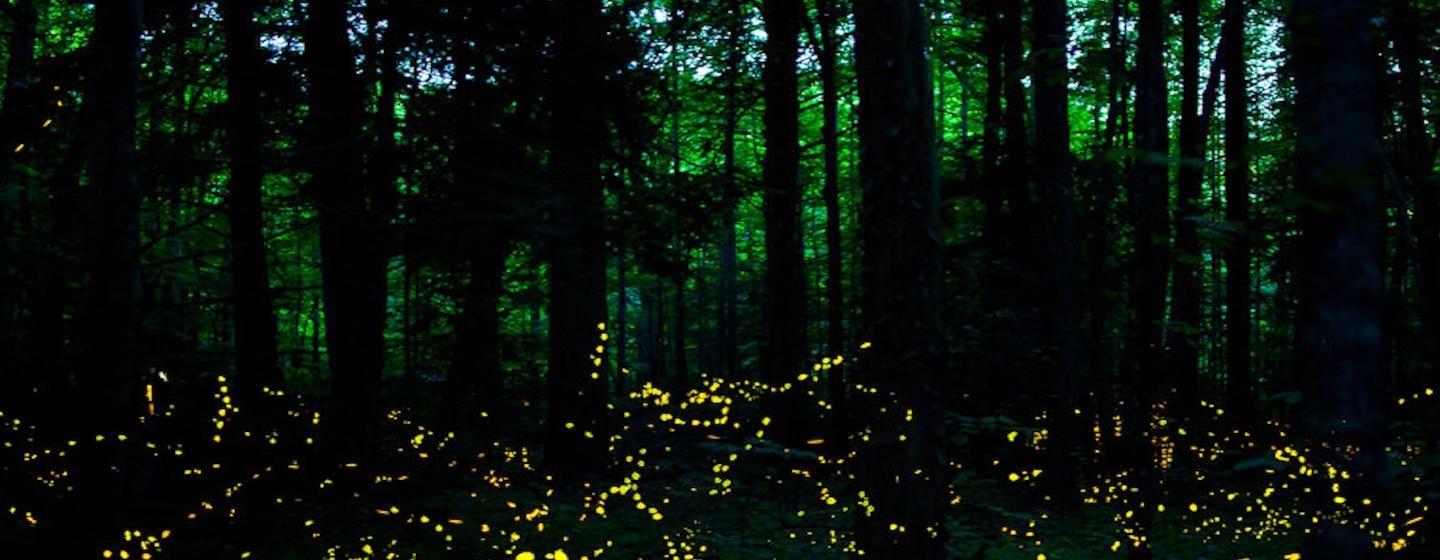 sparle of fireflies swarming in dark forest floor