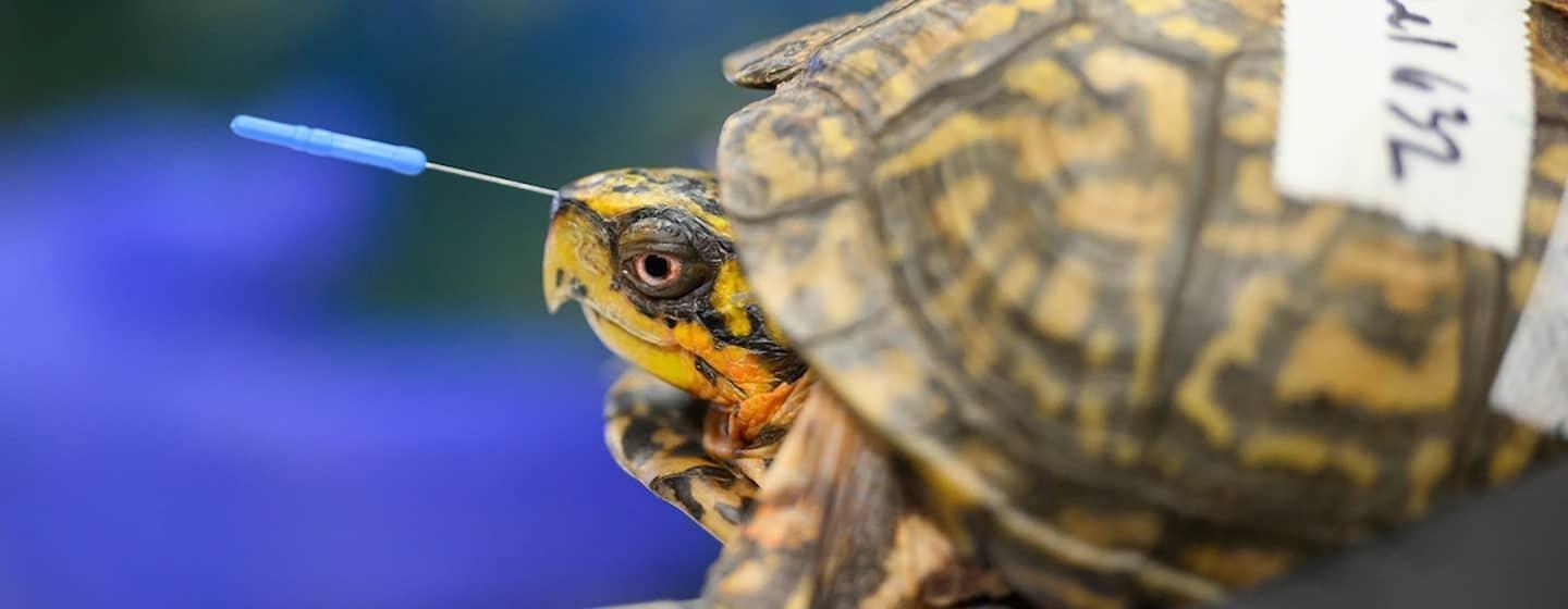 turtle getting acupuncture in head, shot from side