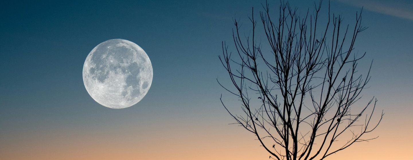 An orange to blue gradient sunset with a silhouette of a leaf-barren tree and a big full moon.