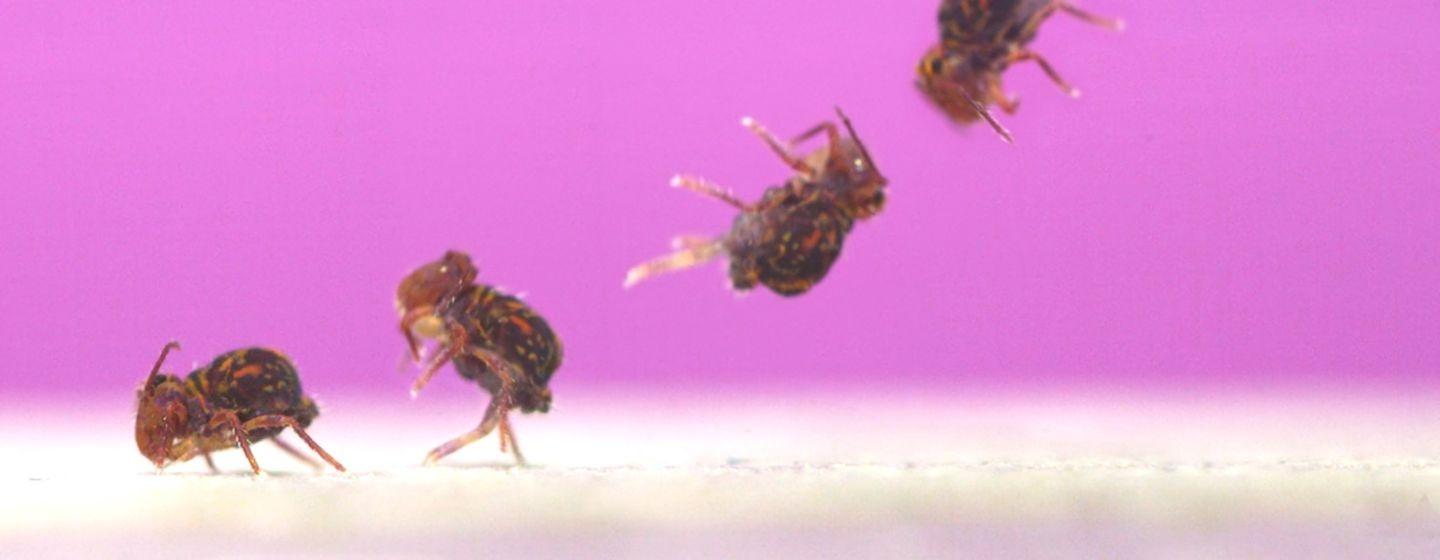 Composite image of a globular springtail jumping, captured by filming at 10,863 frames per second.