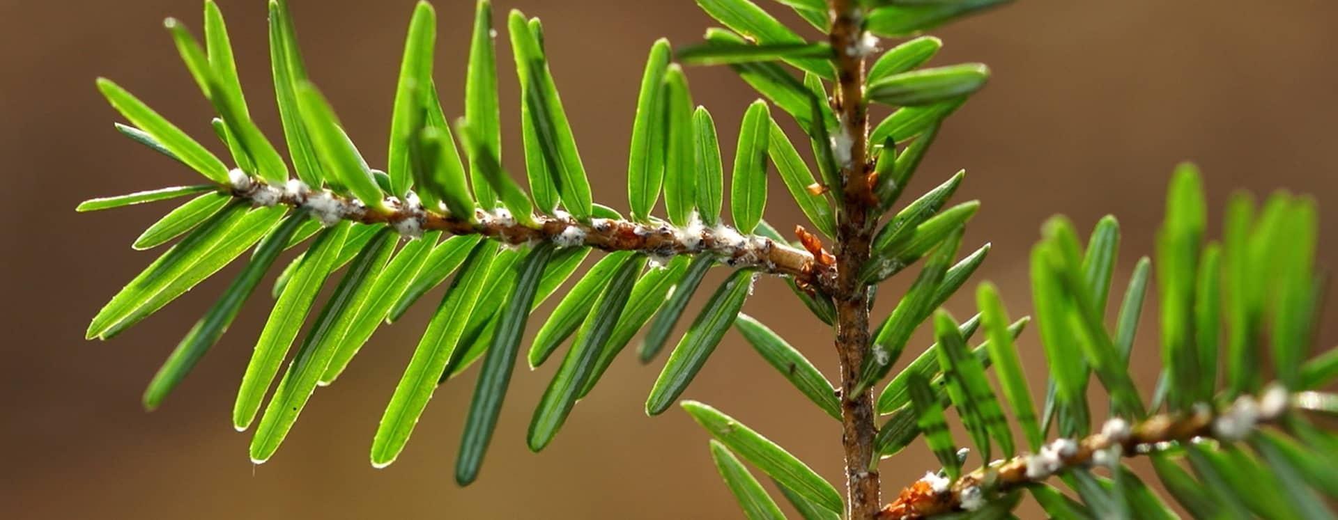 hemlock tree tinsel close up leaves brown background high res photo focus lens