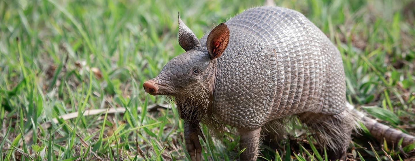 An armadillo stands alert in green grass