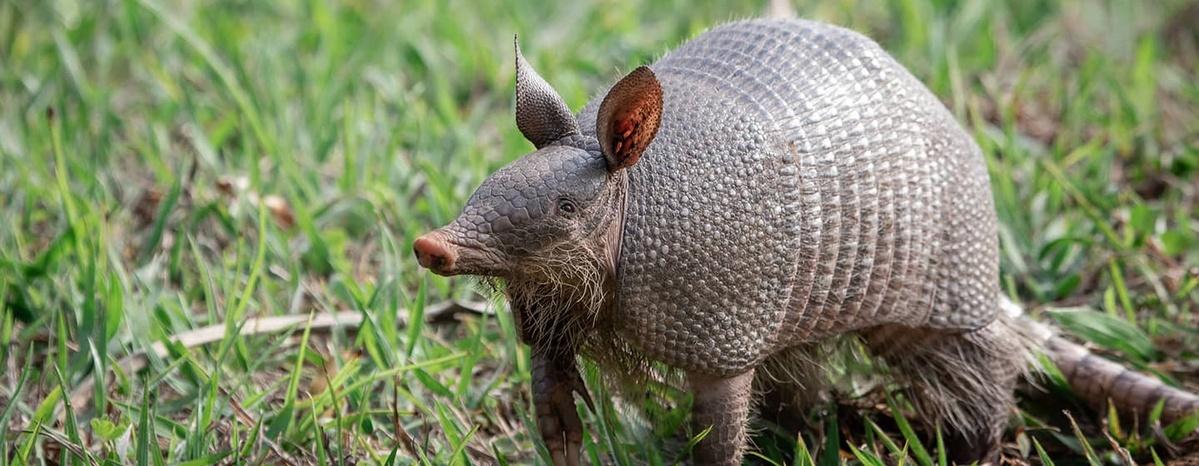 Be on the Lookout for … an Armadillo? | PBS North Carolina