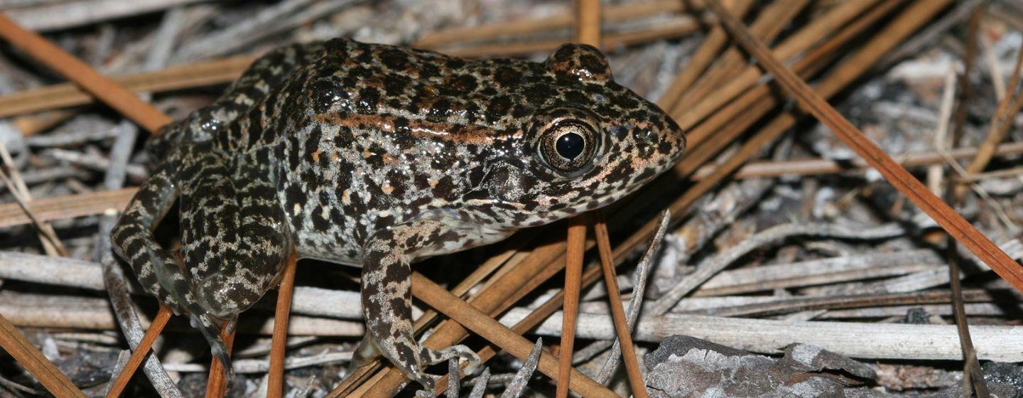 A gopher frog sits on some straw.