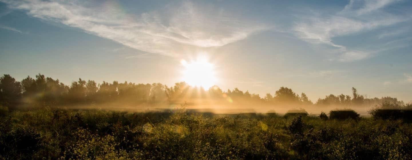 morning sun over foggy field with trees in background